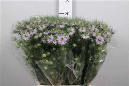 <h4>Nige D Baby Pink</h4>