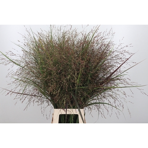 Panicum Kl Bh Rood