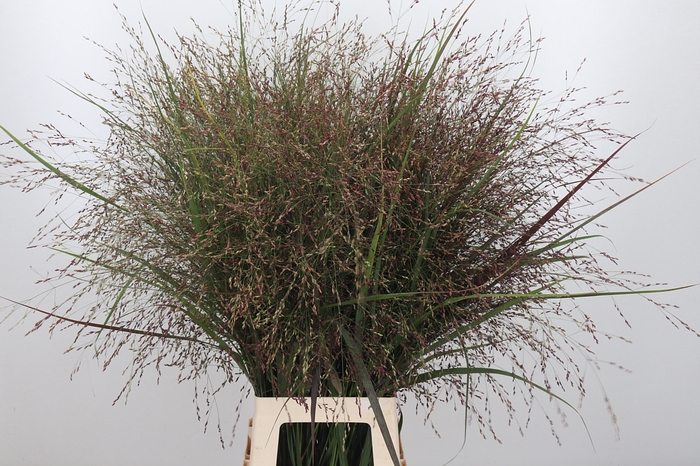 <h4>Panicum Kl Bh Rood</h4>