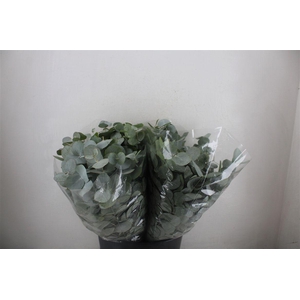 Euca Cinerea Short 150gr P Bunch