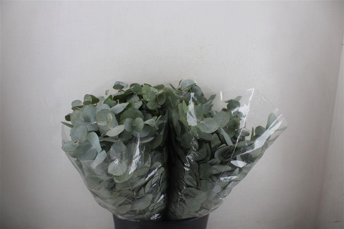 <h4>Euca Cinerea Short 150gr P Bunch</h4>