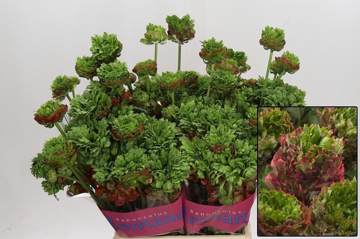 <h4>RANUNCULUS OV</h4>