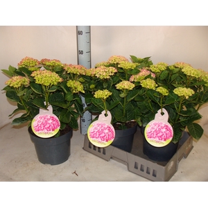 Hydrangea mac.   ...