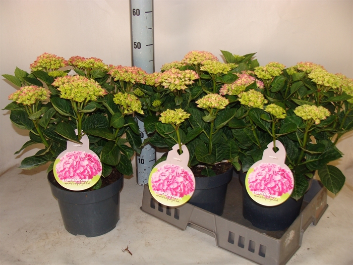 <h4>Hydrangea mac.   ...</h4>
