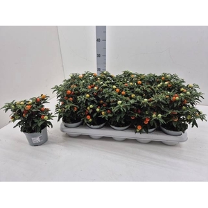 SOLAN PSEUDOCAPSIC