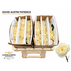 Rosa David Austin Patience