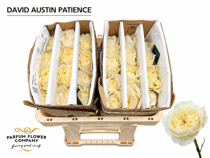 <h4>Rosa David Austin Patience</h4>