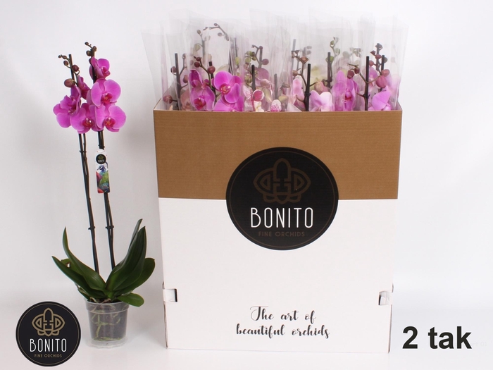 <h4>PHAL GEM 7 KL</h4>