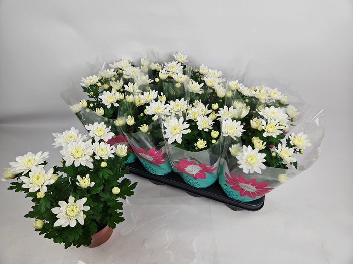 <h4>CHRYS CHR WHITE</h4>