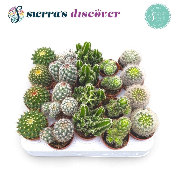 <h4>CACTUS GEM</h4>