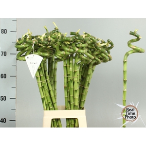 Dracaena Lucky Bamboo