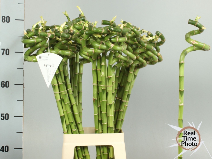 <h4>Dracaena Lucky Bamboo</h4>