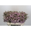 Chamelaucium Dancing Queen