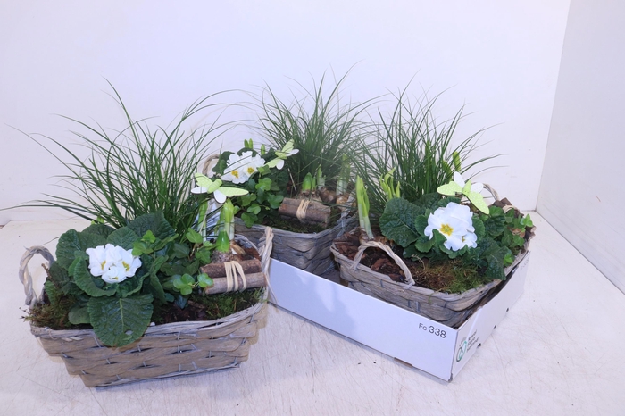 <h4>ARR TUINPLANTEN</h4>