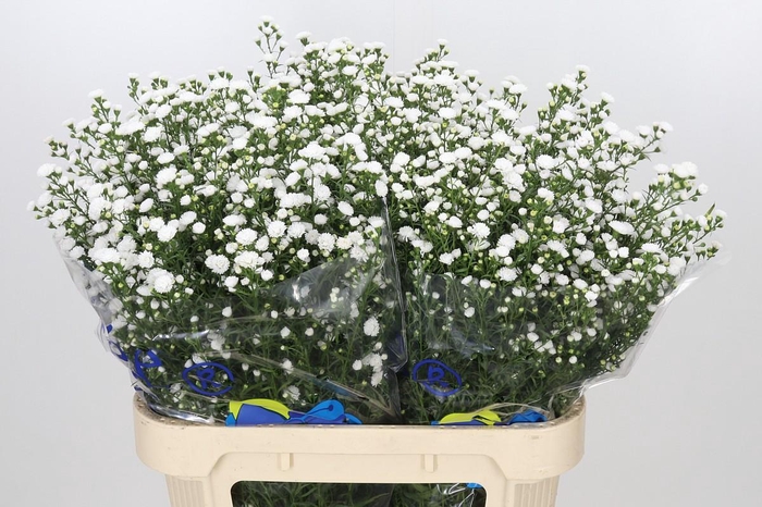 <h4>Aster White Gypsy</h4>