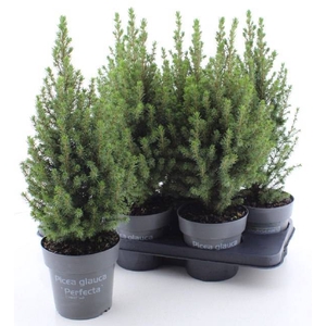 PICEA GL PERFECTA