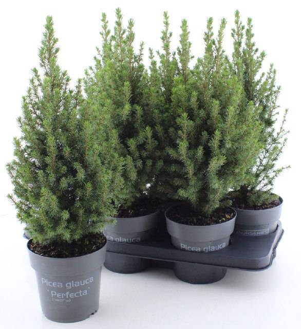 <h4>PICEA GL PERFECTA</h4>