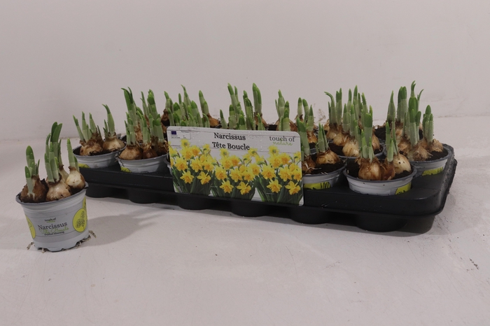 <h4>NARC D TETE BOUCLE</h4>