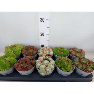 Sempervivum   ...