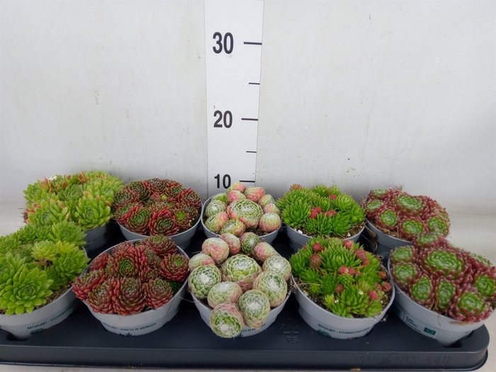 <h4>Sempervivum   ...</h4>