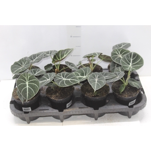 ALOCASIA BLACK P12