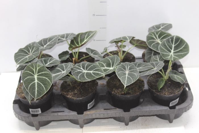<h4>ALOCASIA BLACK P12</h4>