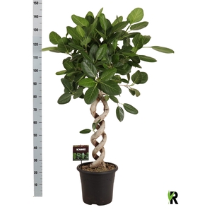 FICUS BENG AUDREY