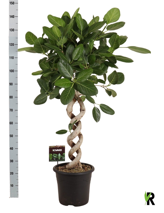 <h4>FICUS BENG AUDREY</h4>