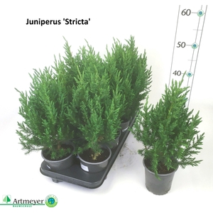 JUNI CH STRICTA