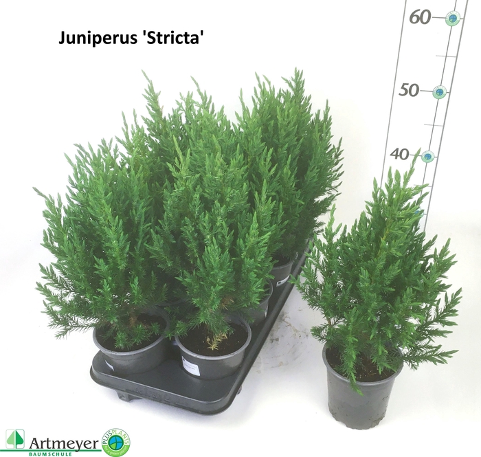 <h4>JUNI CH STRICTA</h4>