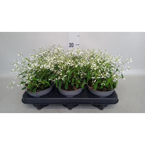 Euphorbia hyperic. 'Diamond Frost'