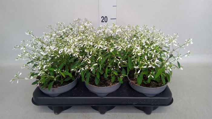 <h4>Euphorbia hyperic. 'Diamond Frost'</h4>