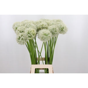 Allium White Giant