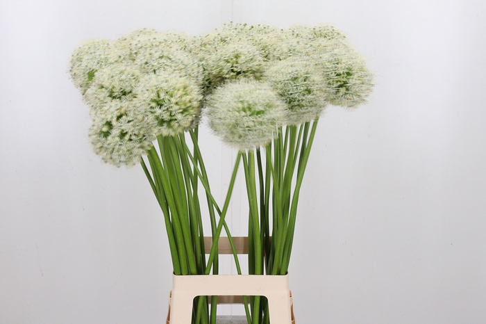 <h4>Allium White Giant</h4>