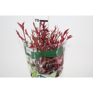 FOLHAGEM PHOTINIA VERMELHO 070 CM