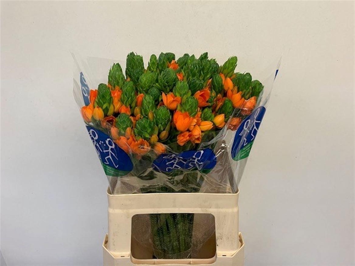 <h4>ORNIT DB SUNSHINE</h4>