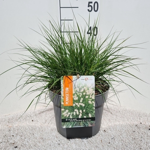 Pennisetum Alo. Little Bunny P26