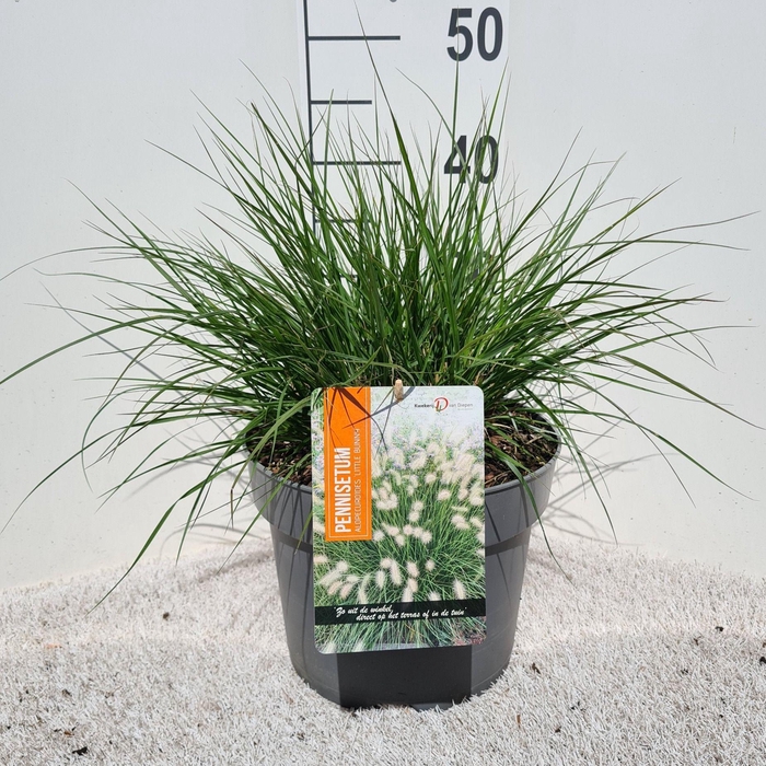 <h4>Pennisetum Alo. Little Bunny P26</h4>