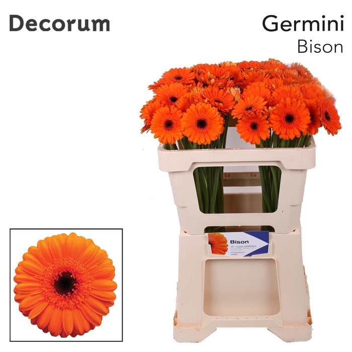 <h4>GE MI BISON Emmer X80</h4>