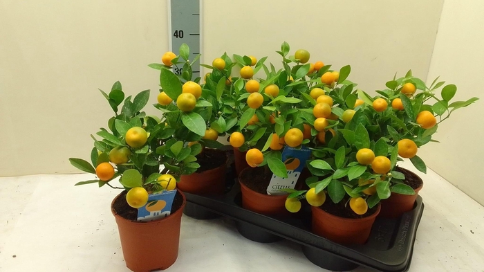 Citr Microcarpa