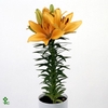 GLAS H%