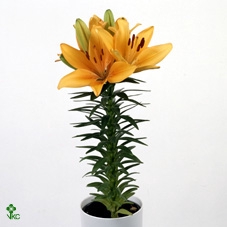 GLAS H%
