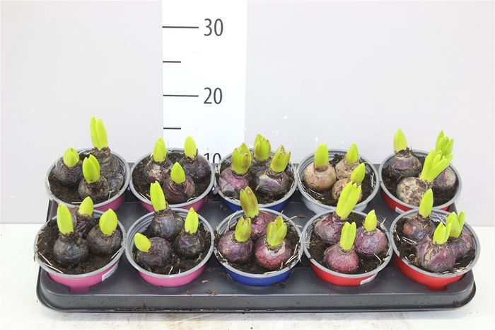 <h4>Hyacinthus Gemengd 3pp Colourpot</h4>