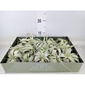 Tillandsia xerographica