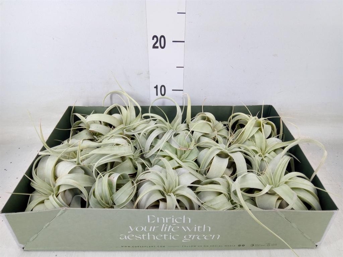 <h4>Tillandsia xerographica</h4>