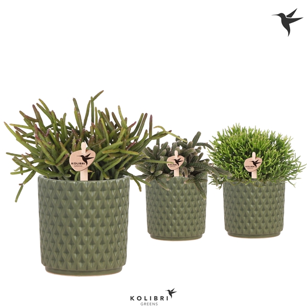 <h4>Kolibri Greens Rhipsalis mix in Diamond pot green</h4>