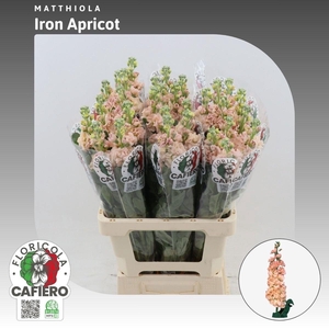 MATTH IRON APRICOT
