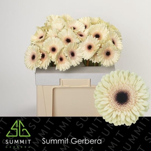 Gerbera Eclair Water