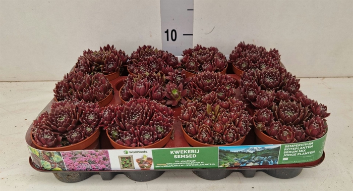 <h4>Sempervivum   ...</h4>