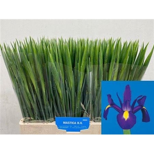 Iris Blue Magic